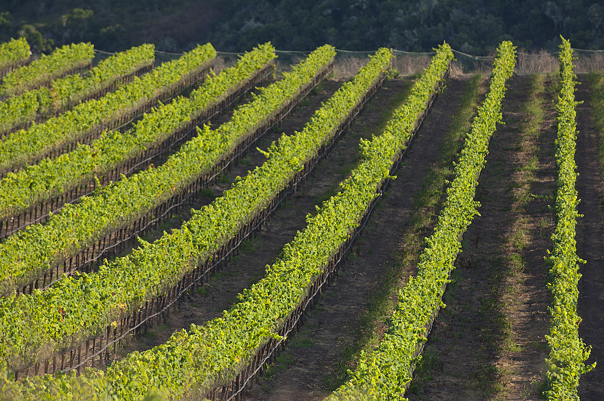Rio Vista, La Encantada, and Radian Vineyards, Santa Rita Hills appellation, Santa Ynez Valley, California