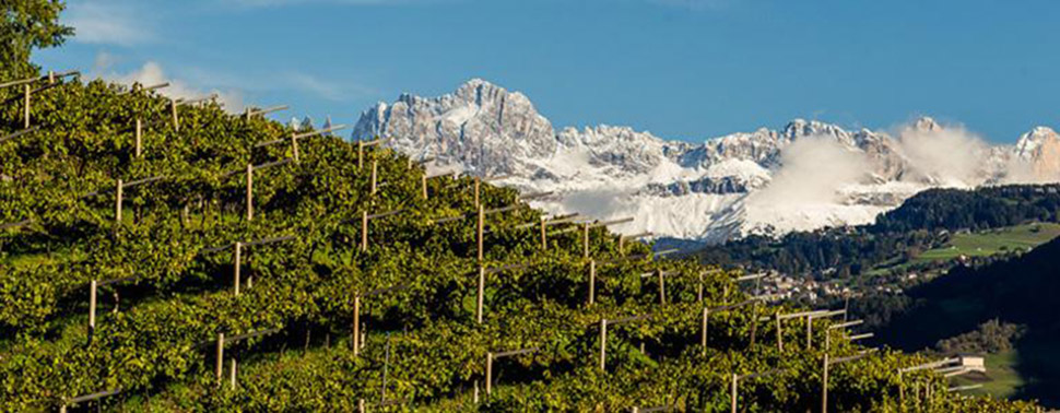 Abbazia vineyard 5