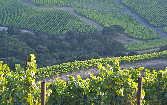 Rio Vista, La Encantada, and Radian Vineyards, Santa Rita Hills appellation, Santa Ynez Valley, California