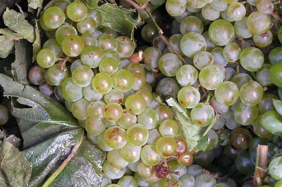 Grapes from Vineyard
