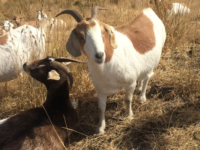 Niven Goats