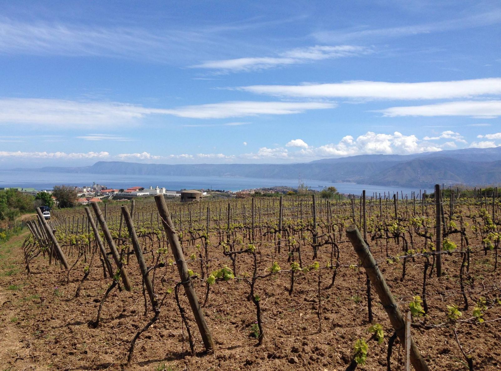Le Casematte vineyards 2