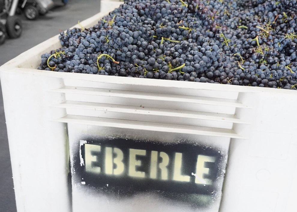 1709_Eberle_harvest grapes 2