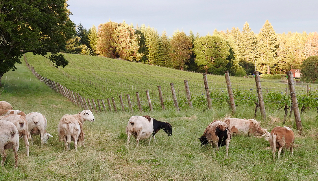 Antiquum Farm Grazing Based Farming Sheeps
