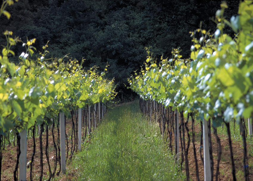terrabianca summer vineyards chianti classico