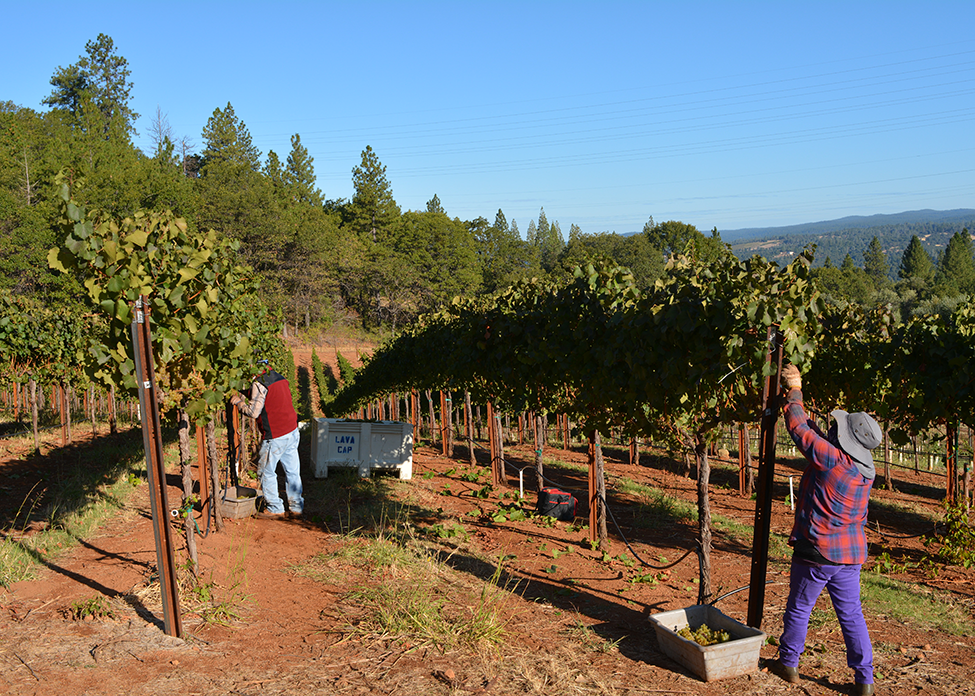 Lava Cap Winery harvest - Chardonnay picking