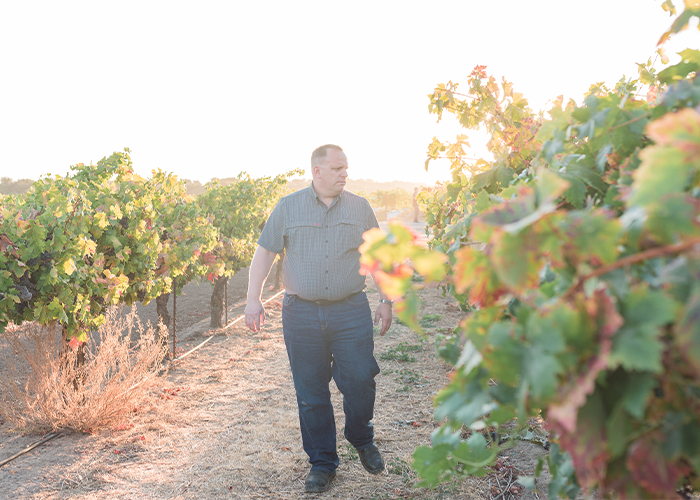 Oak Ridge Winery - harvest