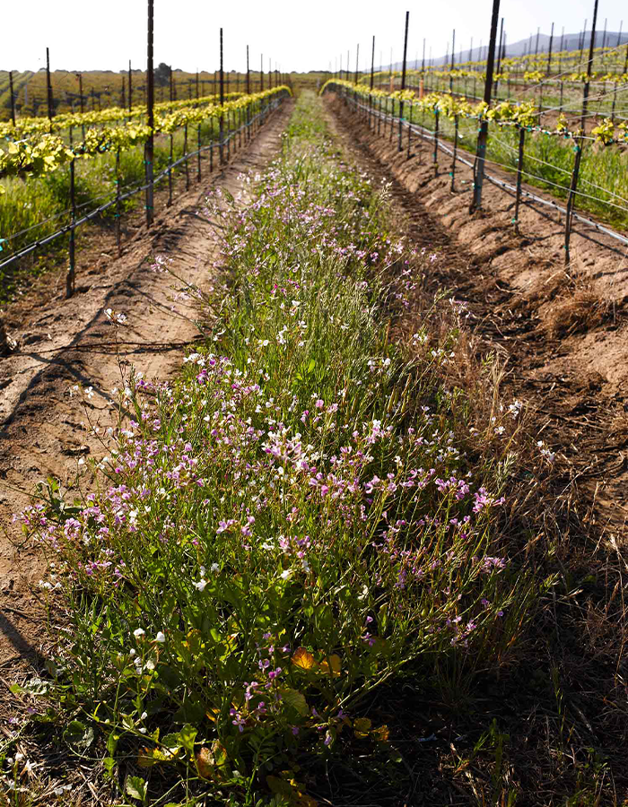 Beneficial cover crops at J. Lohr vineyards