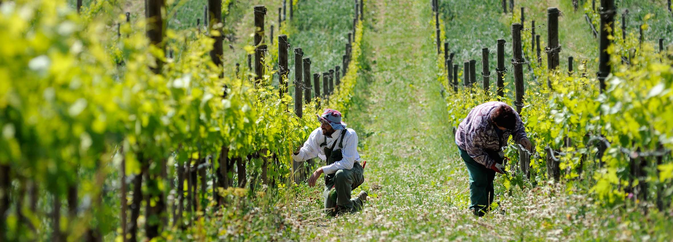Felsina agriculture-vineyard