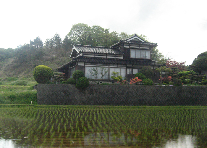 Hiro Sake Brewery Rice Field