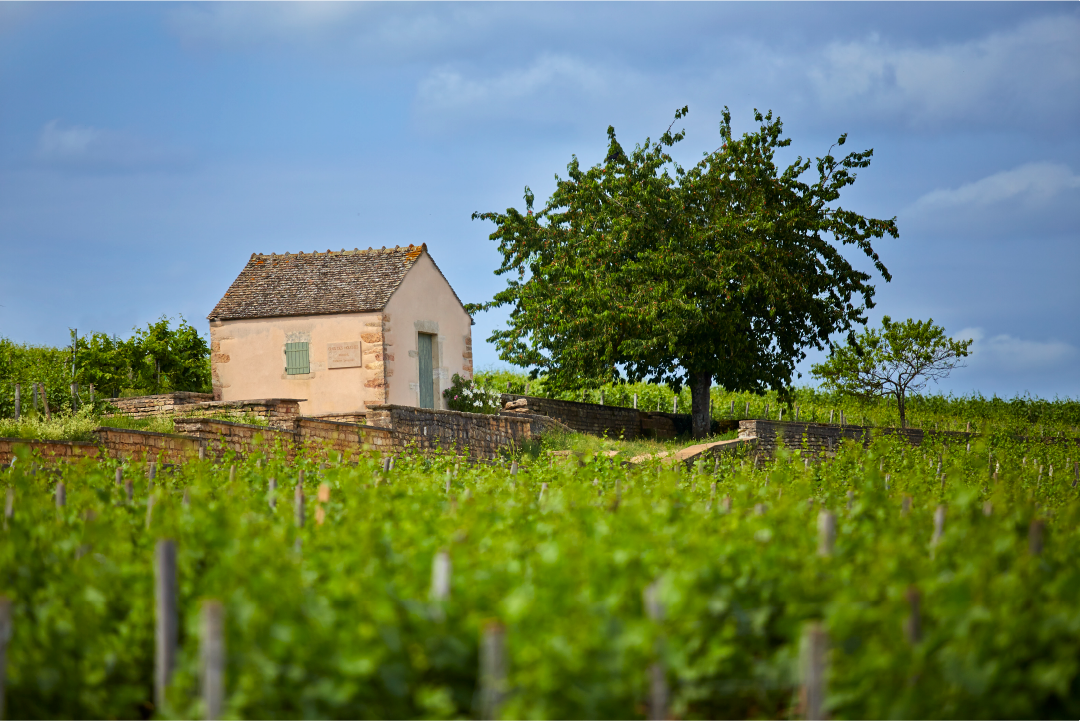 A cabotte in the Clos des Mouches vineyard.