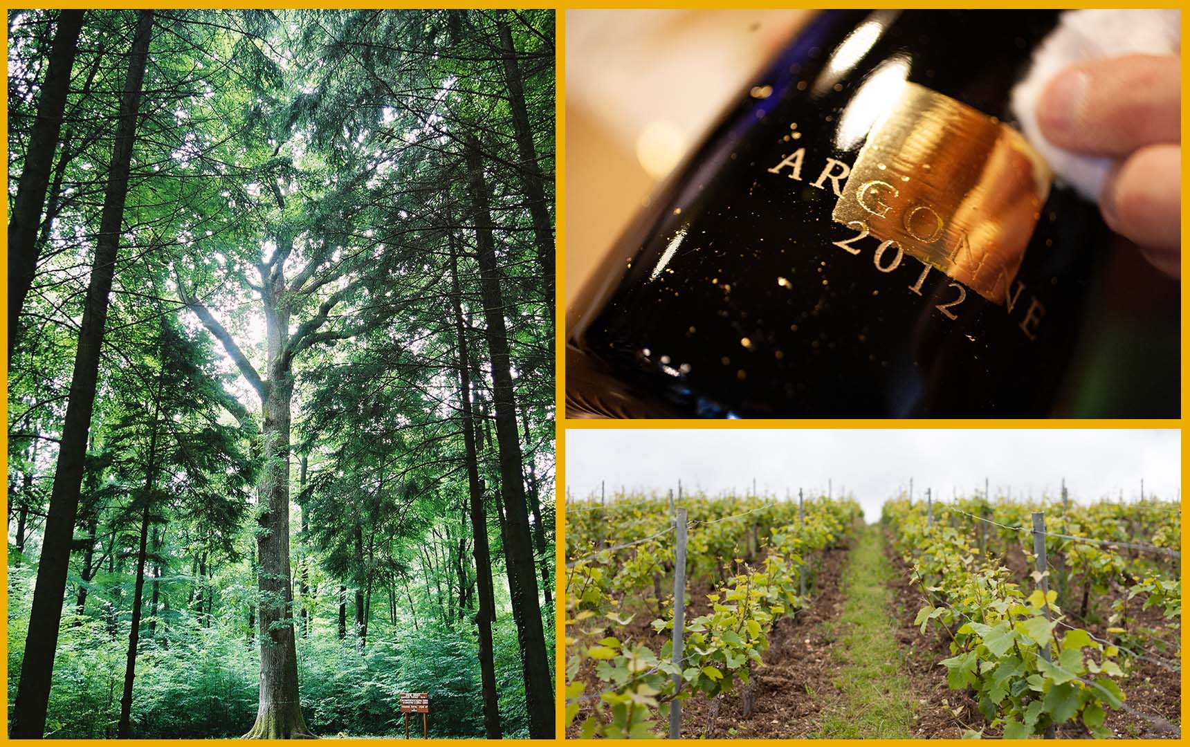 L-R: Oaks in the Argonne Forest, a bottle of 2012 Argonne Cuvée with gold foil, grapevines at Henri Giraud.